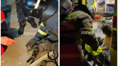 В Сатпаеве при пожаре спасатели эвакуировали 14 человек и спасли кошку