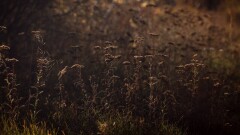 Заморозки, пыльные бури и пожарная опасность: штормовое предупреждение опубликовал "Казгидромет"