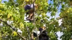 В Костанае спасатели МЧС сняли с дерева 10-летнюю девочку