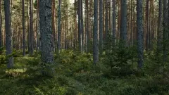 Опыт Казахстана по восстановлению тугайных лесов вошёл в число лучших