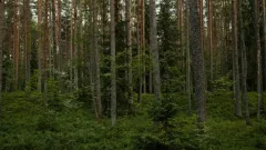 Системы раннего обнаружения пожаров в лесах проверяют в Казахстане