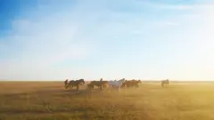Более 47 тысяч гектаров земель вернули государству в Туркестанской области
