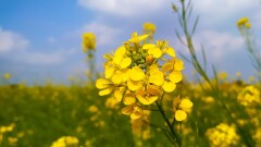 Прогноз погоды на 10 июня: жара сохранится на большей части Казахстана