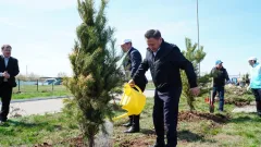 14 млн деревьев планируют высадить в Акмолинской области до конца 2025 года