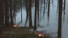 Три лесных пожара тушат в двух областях Казахстана