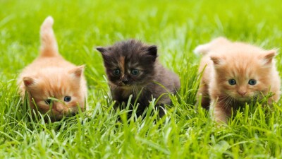 Прогноз погоды на 11 августа: переменная облачность ожидается на большей части Казахстана