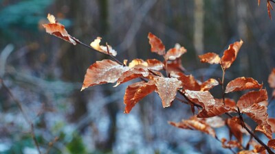 Заморозки ожидаются в нескольких областях Казахстана 23 сентября