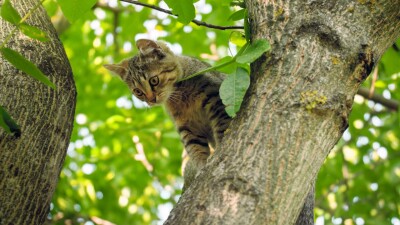 Спасатели сняли застрявшего на дереве кота в Астане