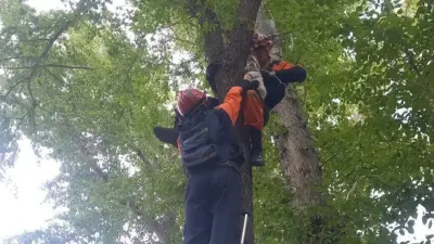 Двоих котов за один день сняли спасатели с деревьев в Астане