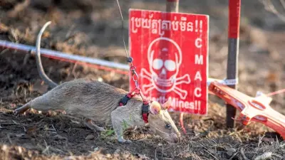 Поисковая крыса из Камбоджи нашла 109 мин и попала в книгу рекордов Гиннесса