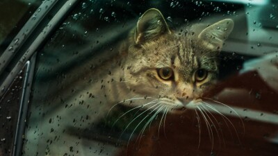 Прогноз погоды на 26 мая: гроза ожидается в нескольких городах Казахстана