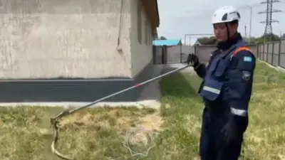 Спасатели из Конаева проехали 70 километров, чтобы унести змею с территории частного дома