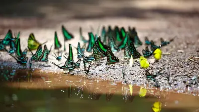 Австралийские бабочки мигрируют на тысячи километров, ориентируясь по звёздам