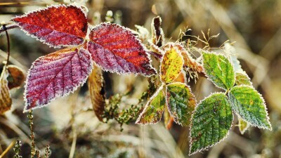 Заморозки и пыльные бури: штормовое предупреждение объявили в 15 областях Казахстана