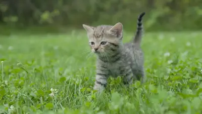 Прогноз погоды на 15 июня: в Казахстане ожидается тёплая погода, местами дожди и грозы