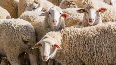 Отогнали скот в безопасное место: фермеров села Талдыколь предупредили о возможном подтоплении