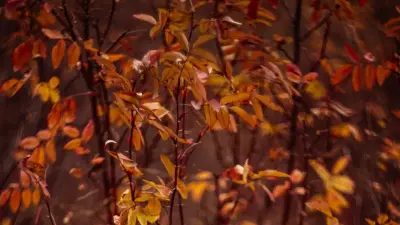 Прогноз погоды на 20 октября: в большинстве регионов Казахстана без осадков