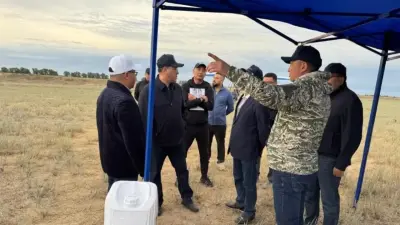 Три вида саранчи обнаружили в Алматинской области: в регионе обработают 113 тысяч гектаров земель