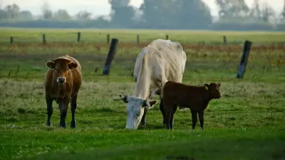 Казахстанским фермерам снизят налоги и дадут дешёвые кредиты на скот