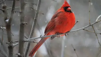 Прогноз погоды на 5 января: в Казахстане ожидаются снег, метели и усиление ветра