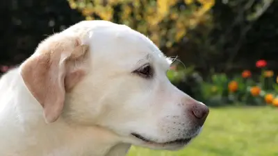 Собаки-спасатели прошли аттестацию в Восточно-Казахстанской области