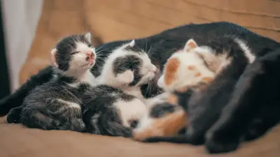 Пожарные Алматы спасли десять кошек из горящей квартиры