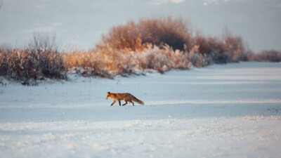 Прогноз погоды на 1 февраля: осадки и туман ожидаются в ряде регионов Казахстана