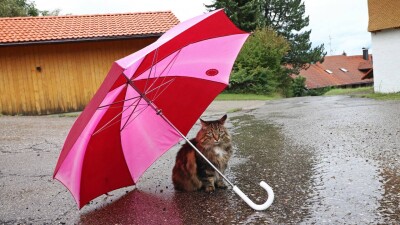 Прогноз погоды на 1 июля: дожди и грозы ожидаются на большей территории Казахстана