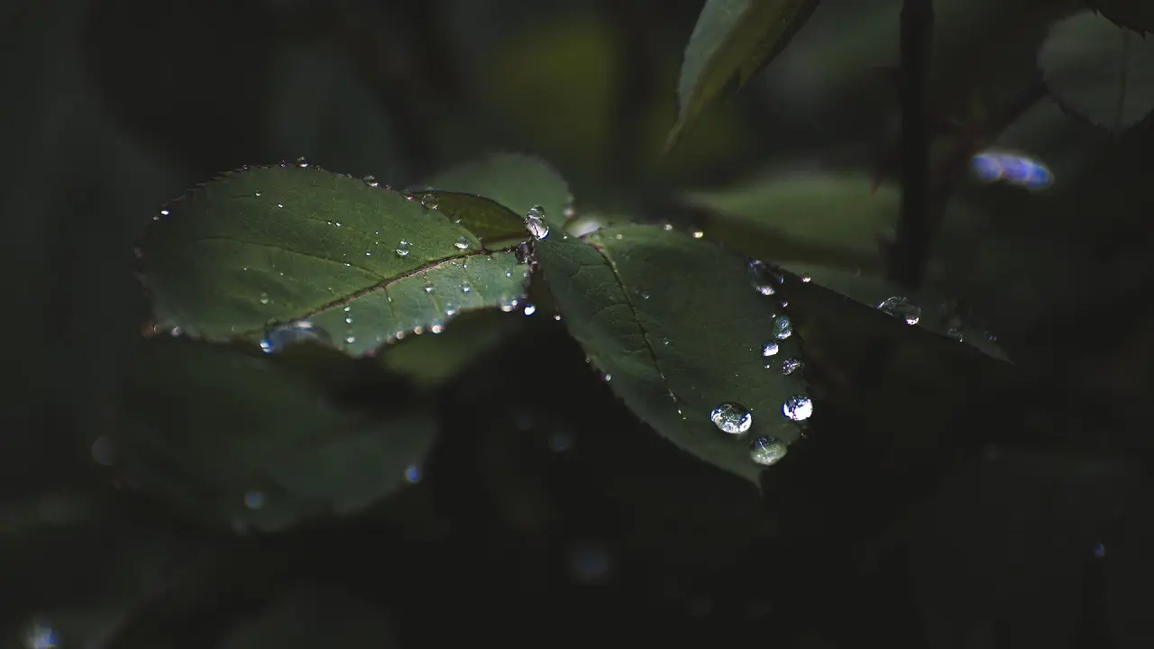 Фото Pixabay.com