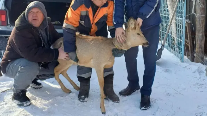 Косулю с ошейником обнаружили в частном дворе в Абайской области