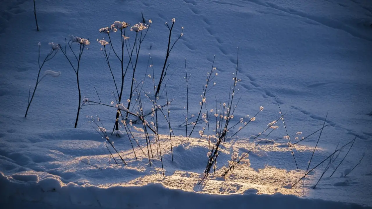 Фото Pixabay.com