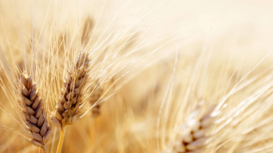 Казахстан расширяет экспорт сельхозпродукции за пределы традиционных рынков