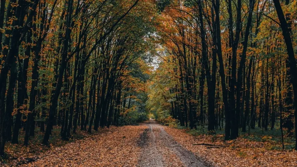 Фото Pexels.com