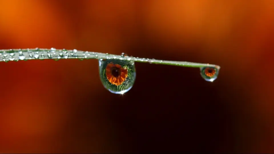 Фото Pixabay.com