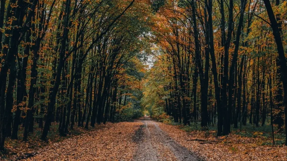 Фото Pexels.com