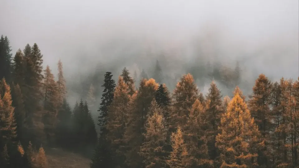 Фото Pexels.com