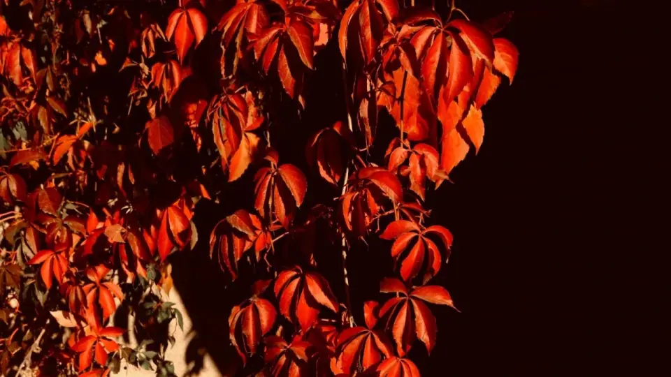 Фото Pexels.com