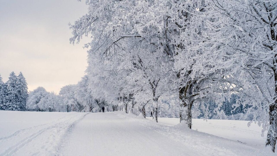 Фото Nicky с сайта Pixabay