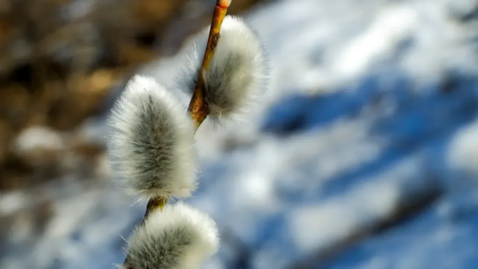 Фото Pexels.com