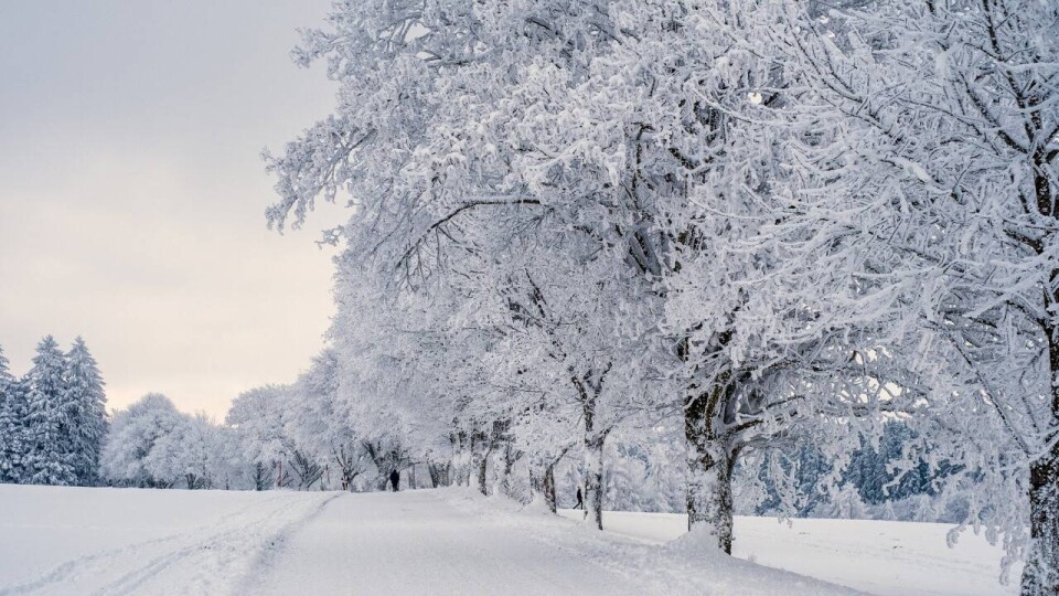 Изображение Nicky с сайта Pixabay