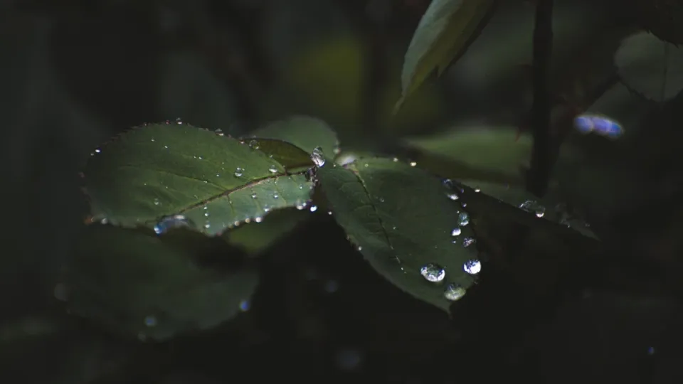 Фото Pexels.com
