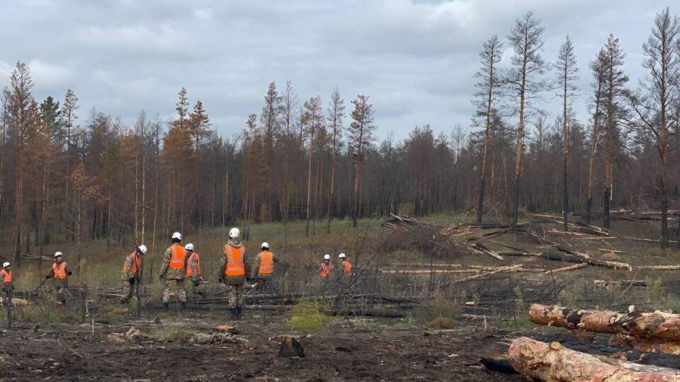 Санитарная вырубка леса в Абайской области / Фото: Министерство по чрезвычайным ситуациям Республики Казахстан