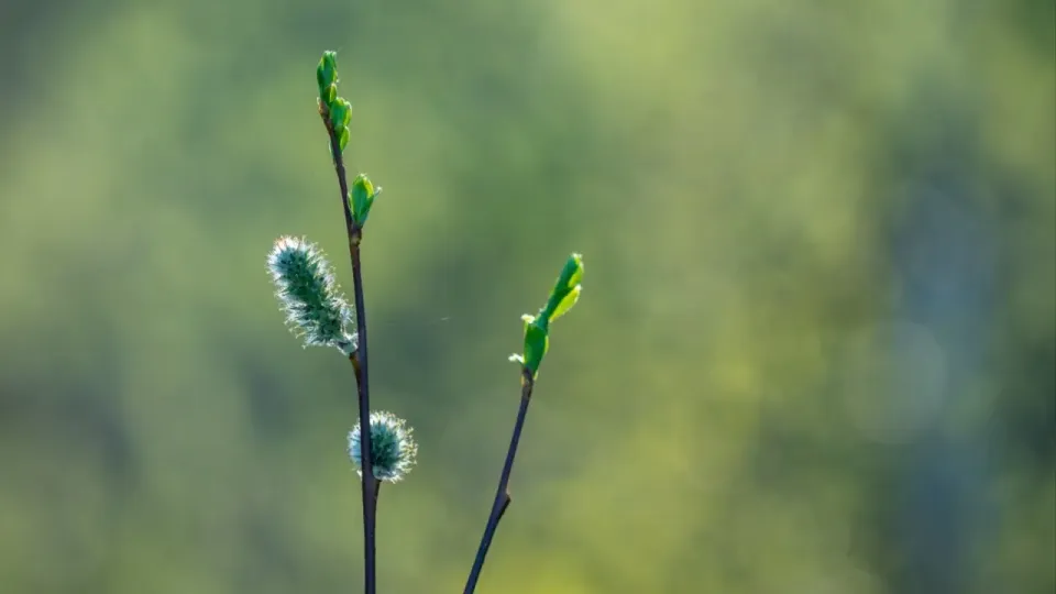 Фото Pexels.com