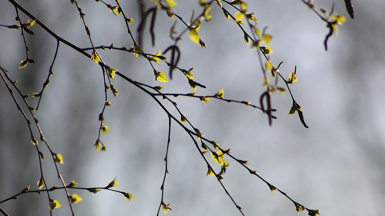 Фото Pixabay.com