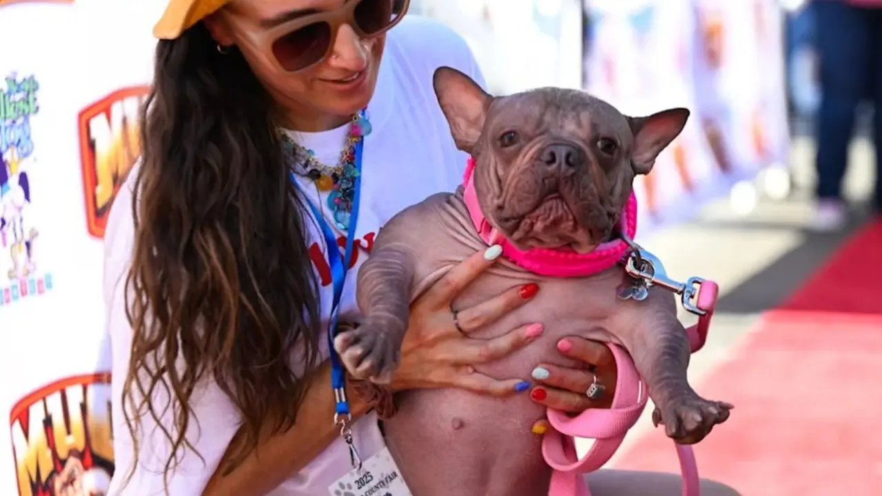 Бульдог Петунья / Фото Bild