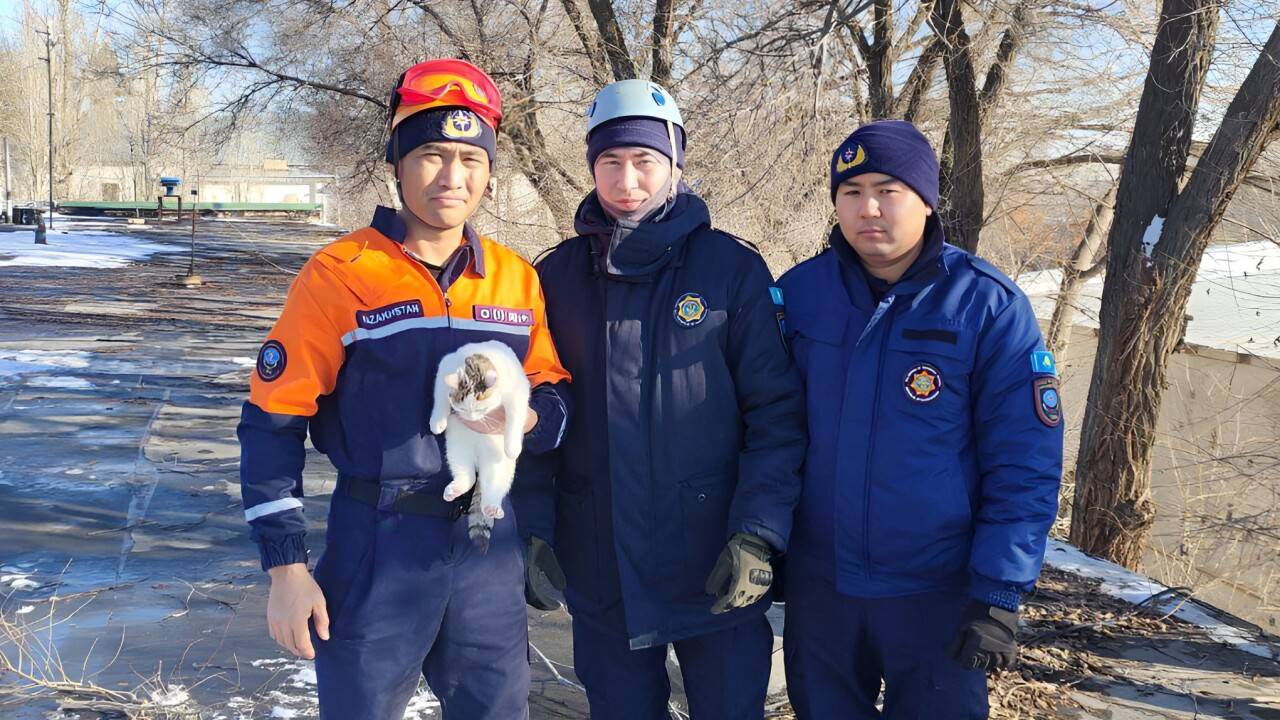 Спасатели Актобе спасли кошку с большой высоты / Изображение пресс-службы МЧС РК