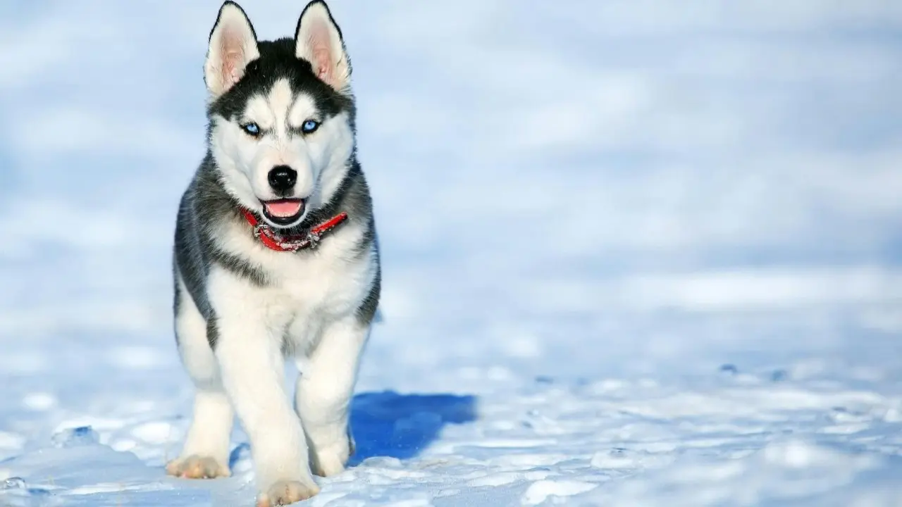 Фото Pixabay.com