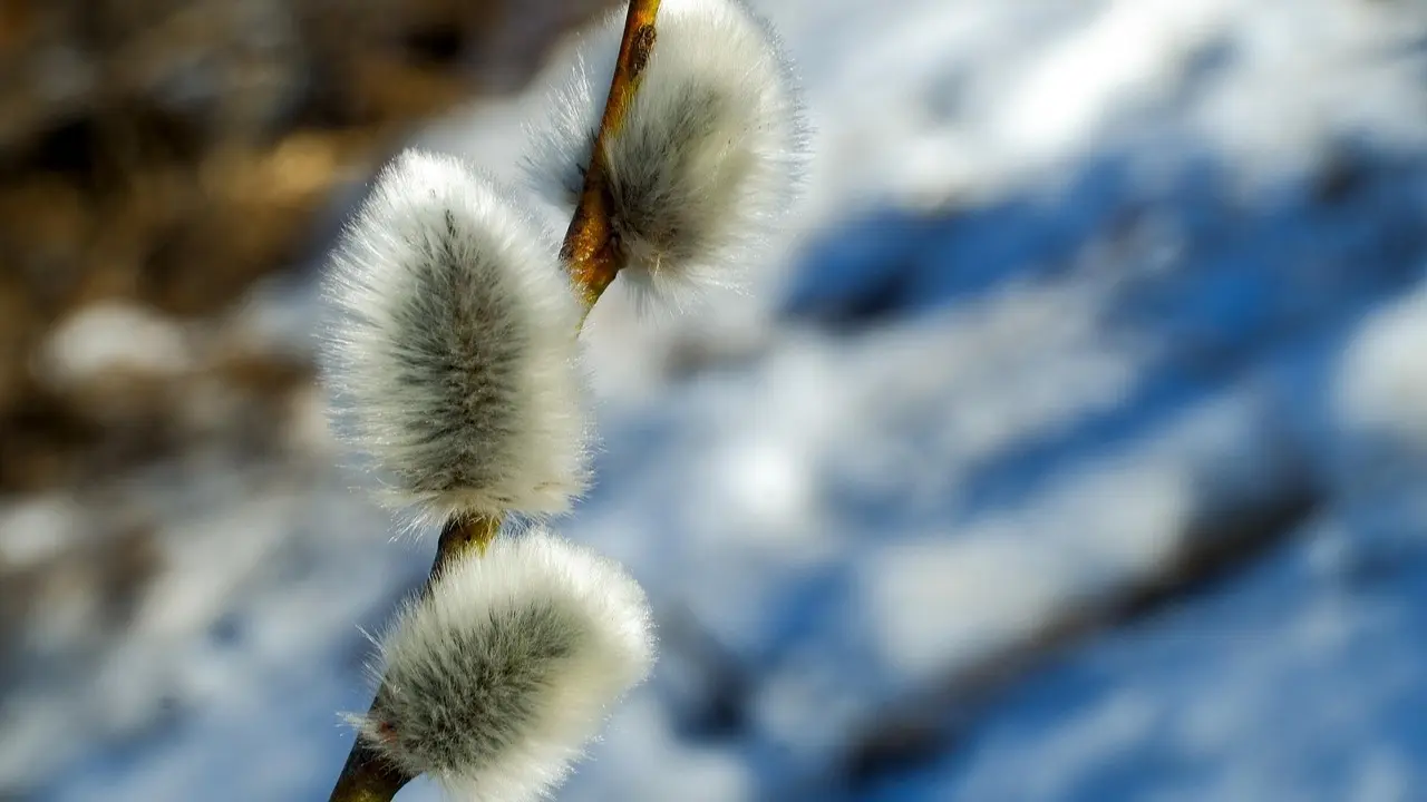 Фото Pixabay.com