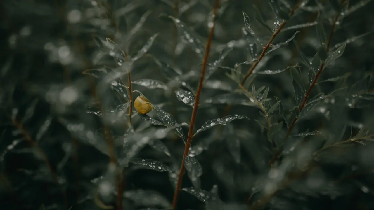 Фото Pixabay.com