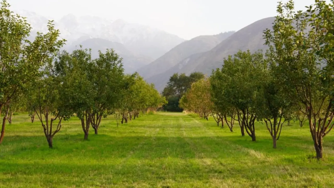 Фото пресс-службы акимата Алматинской области